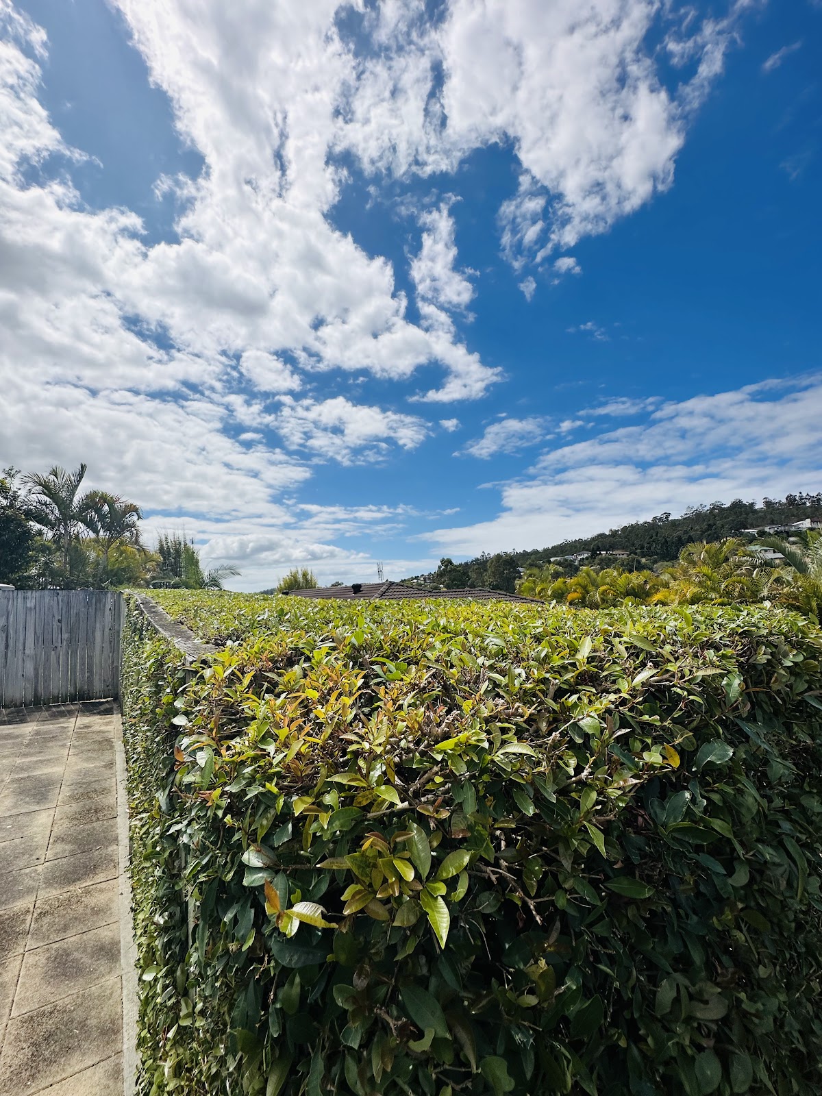 A freshly trimmed hedge under a big blue sky